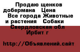 Продаю щенков добермана › Цена ­ 45 000 - Все города Животные и растения » Собаки   . Свердловская обл.,Ирбит г.